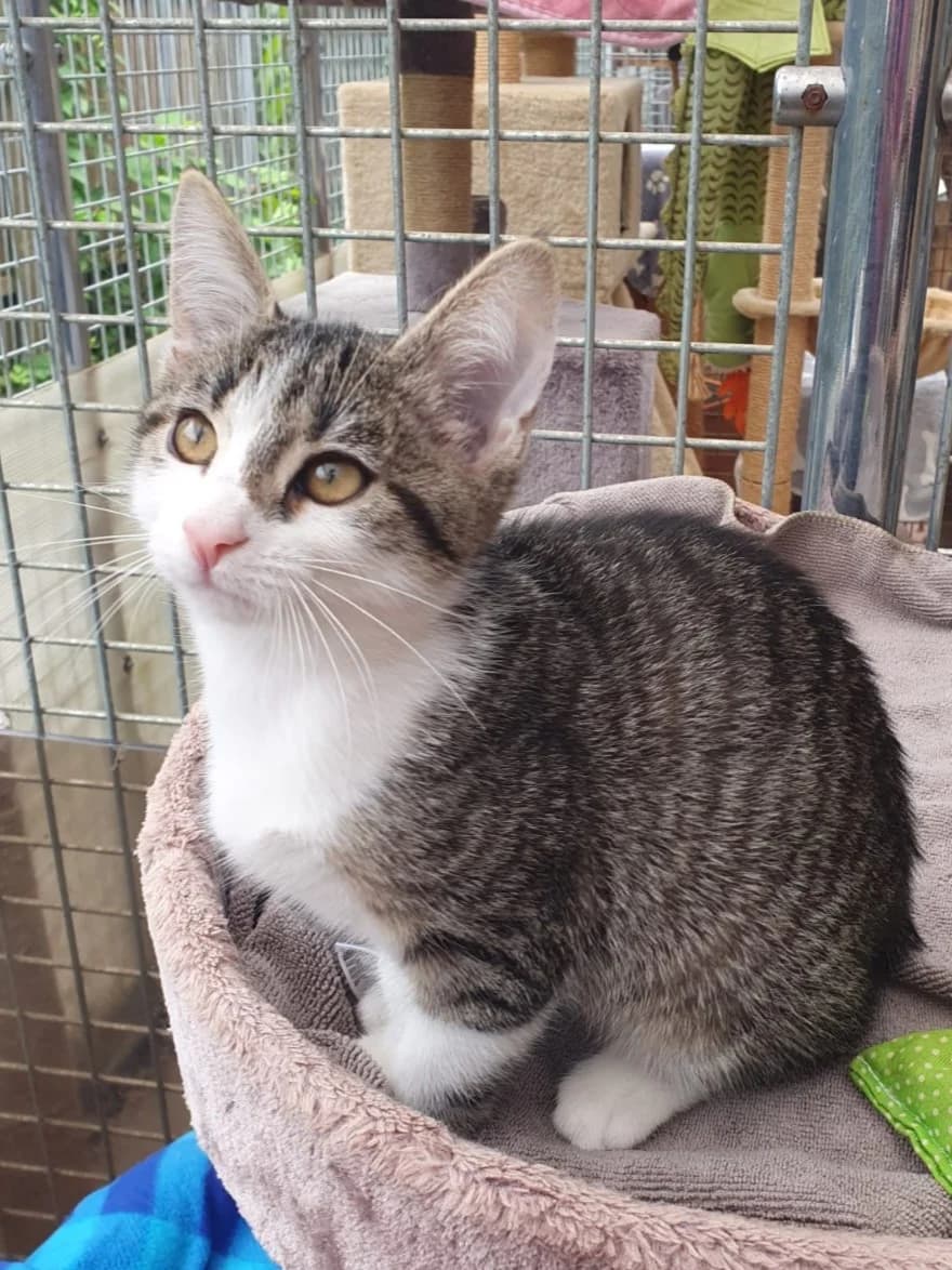 Luna, female senior European Shorthair for adoption at Tierheim Günzburg, Günzburg