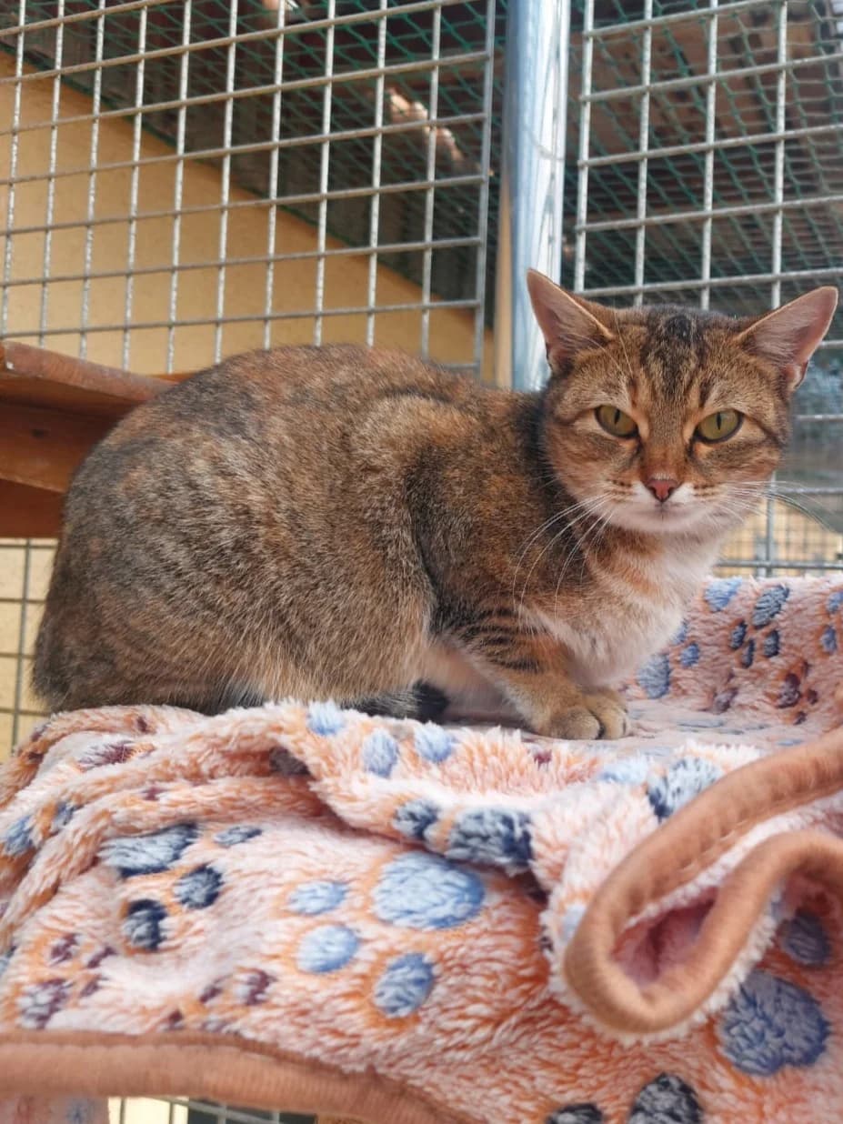 Mara, female senior European Shorthair for adoption at Tierheim Günzburg, Günzburg