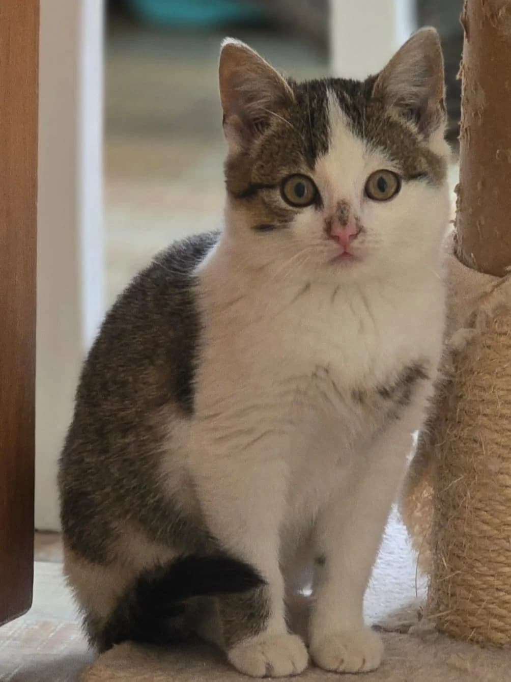 Martha, female senior European Shorthair for adoption at Tierheim Günzburg, Günzburg