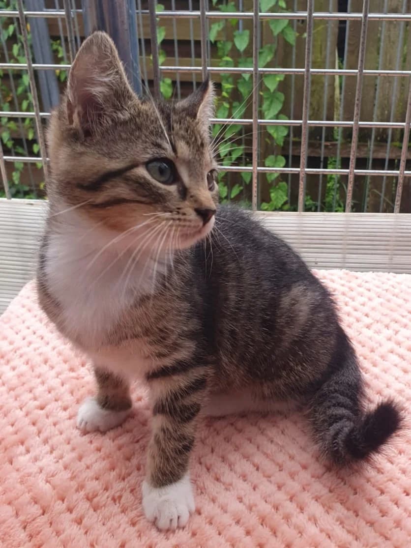 Maui, male senior European Shorthair for adoption at Tierheim Günzburg, Günzburg