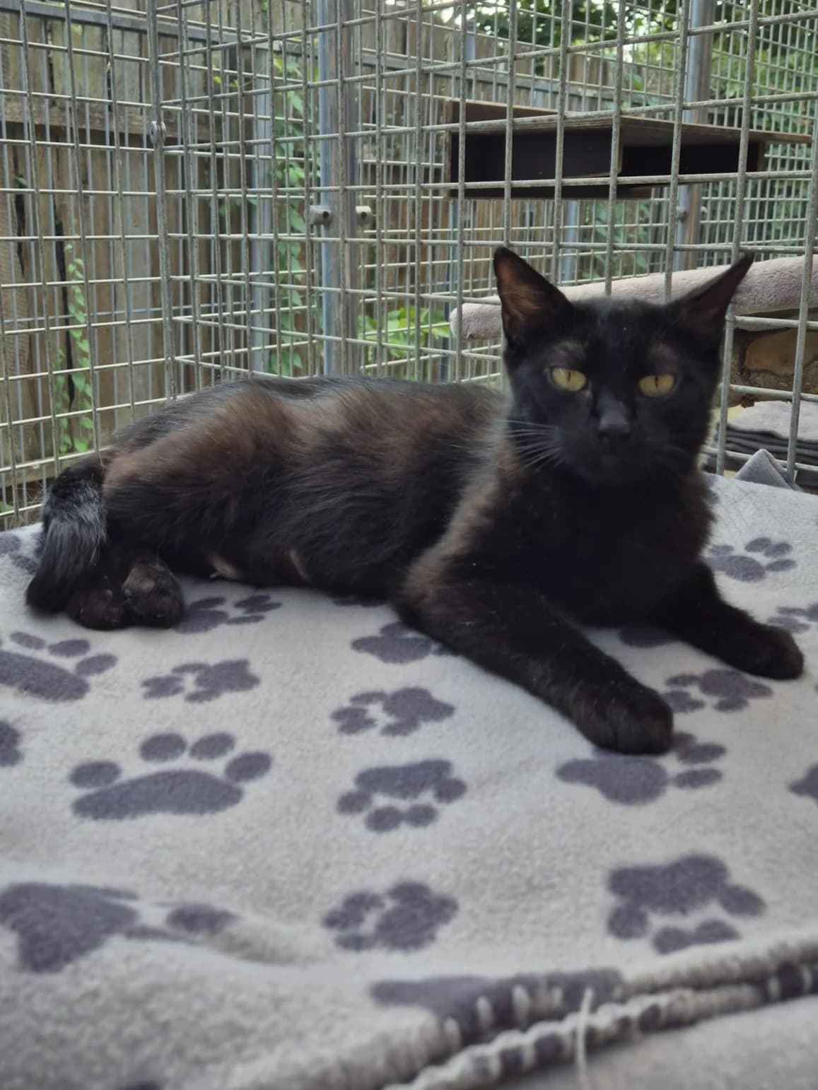 Merida, female senior European Shorthair for adoption at Tierheim Günzburg, Günzburg