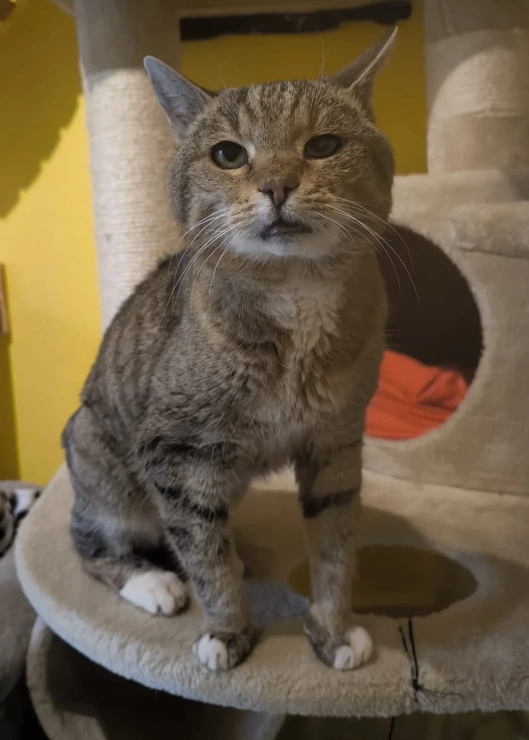 Merry, female senior European Shorthair for adoption at Tierheim Günzburg, Günzburg