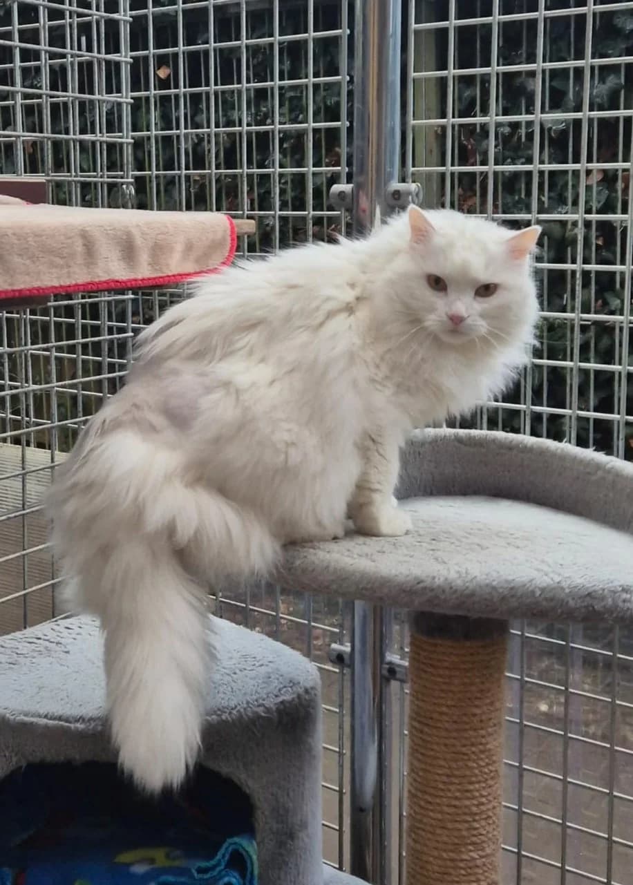 Miezi, female senior mixed breed for adoption at Tierheim Günzburg, Günzburg