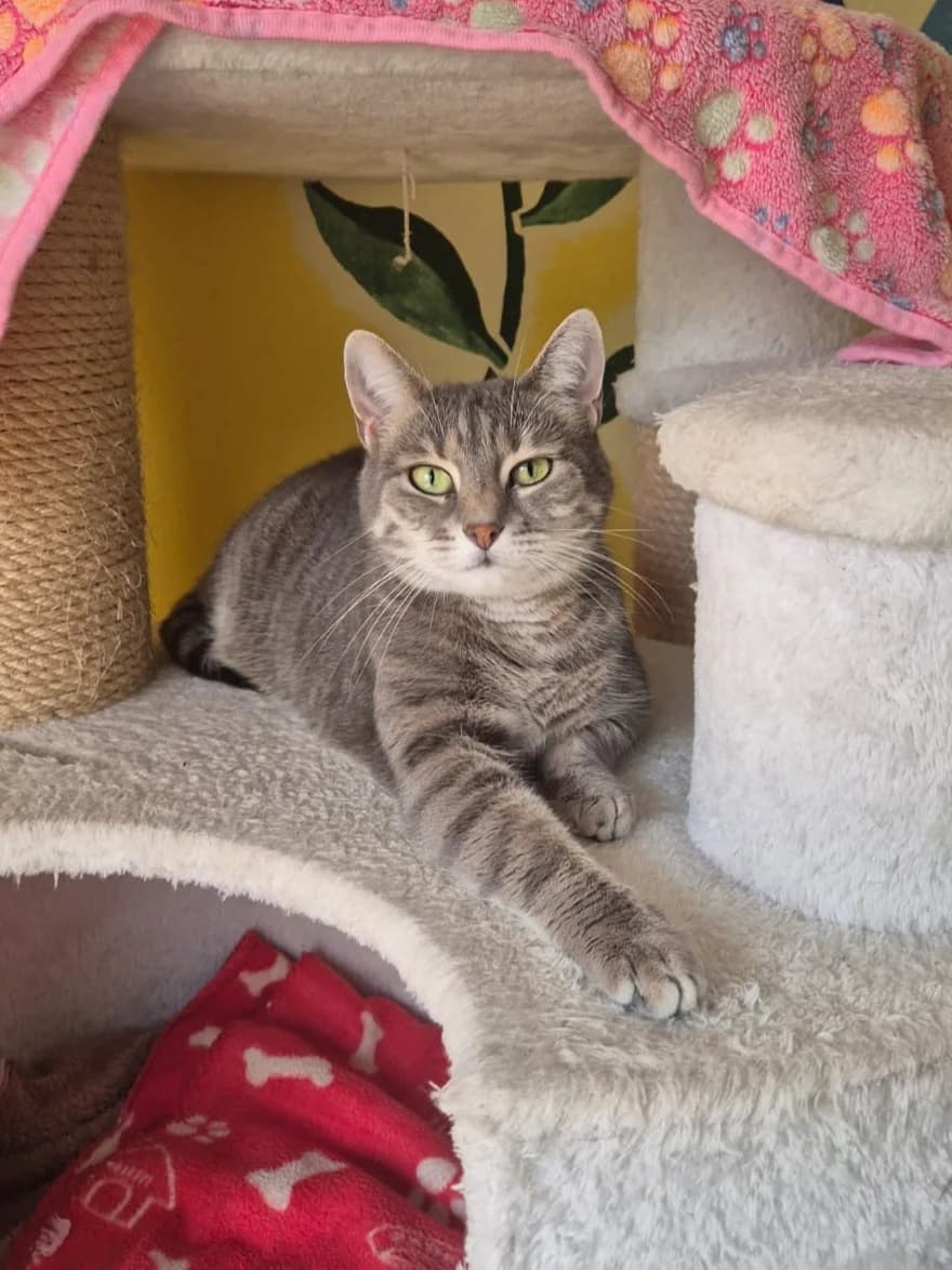 Mila, female senior European Shorthair for adoption at Tierheim Günzburg, Günzburg
