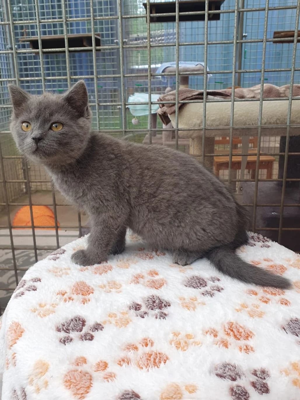 Miu, female senior European Shorthair for adoption at Tierheim Günzburg, Günzburg