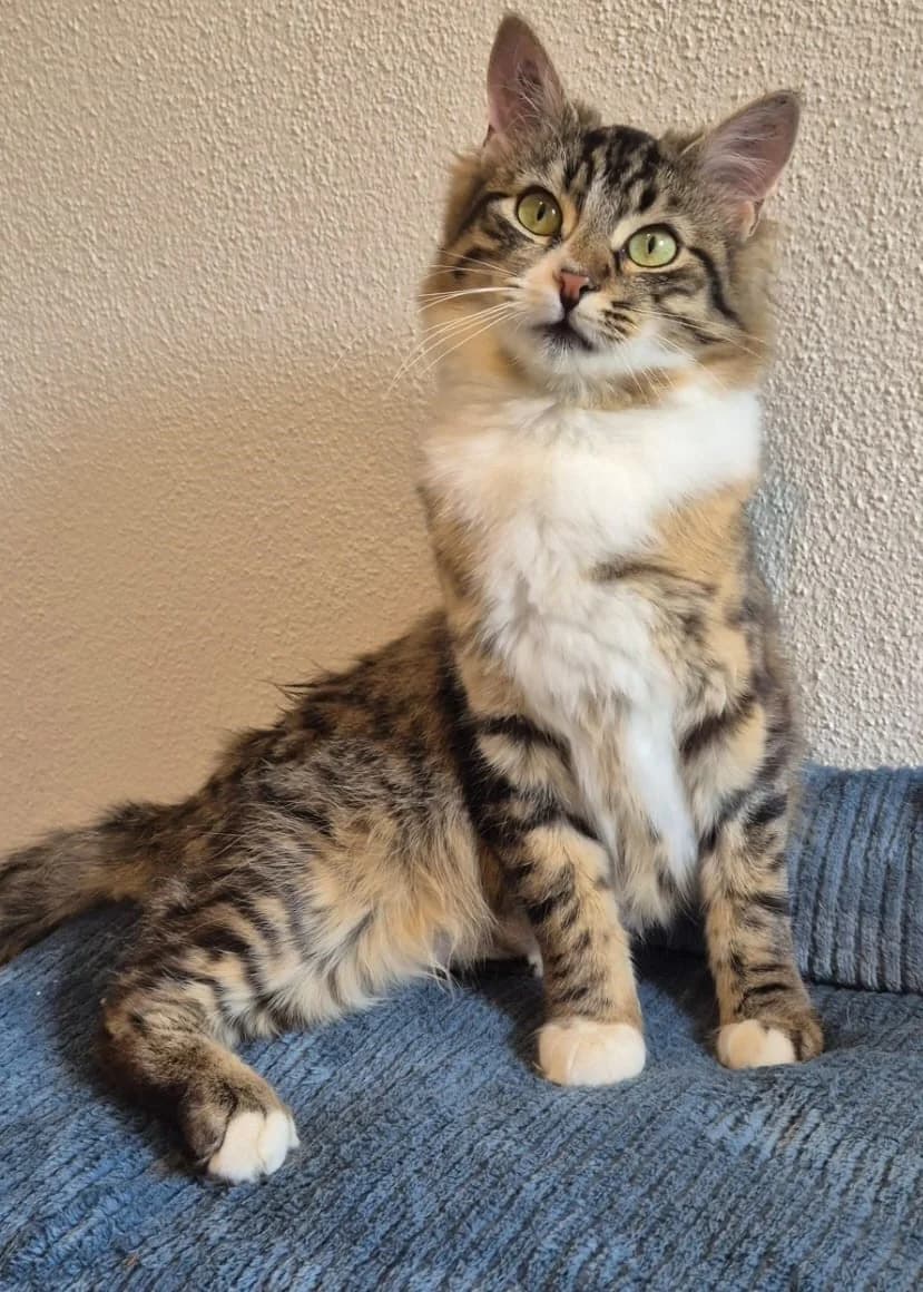 Mrs. Elliot, female senior mixed breed for adoption at Tierheim Günzburg, Günzburg