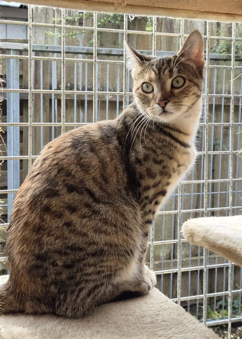 Mrs, female senior European Shorthair for adoption at Tierheim Günzburg, Günzburg
