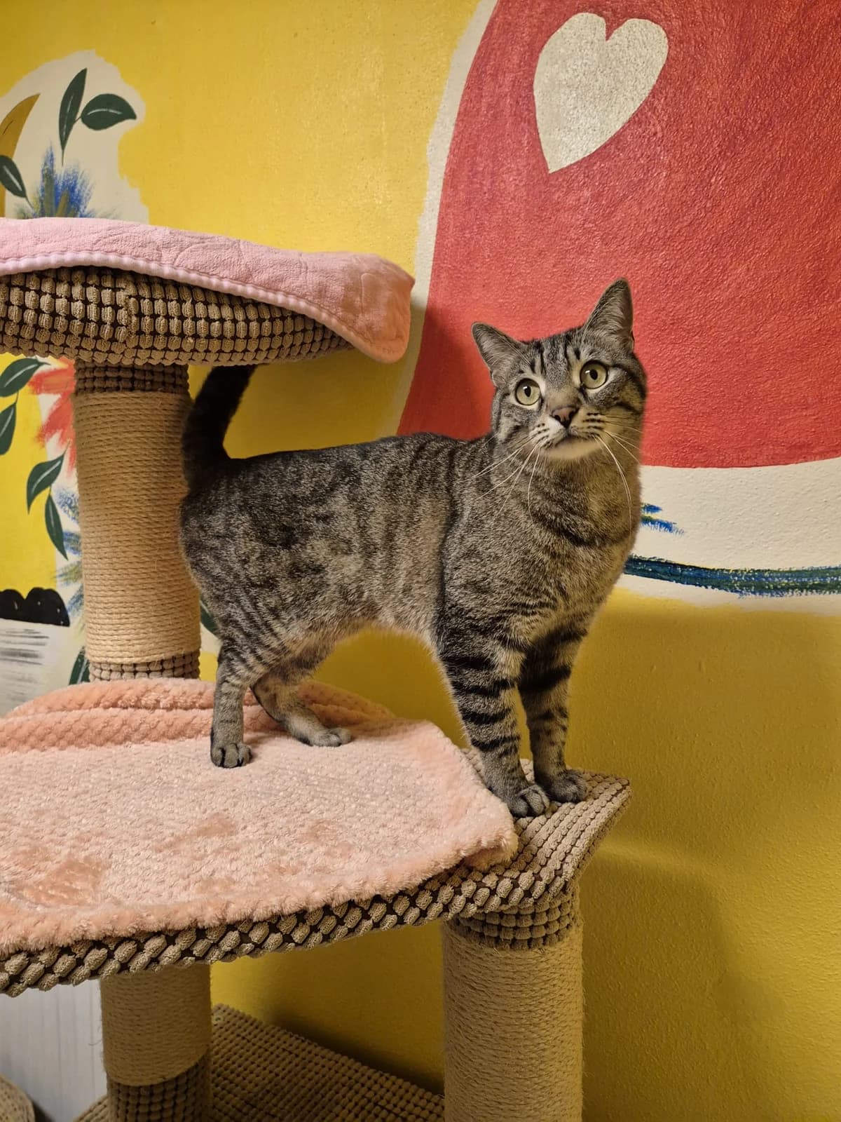 Mursik, male senior European Shorthair for adoption at Tierheim Günzburg, Günzburg