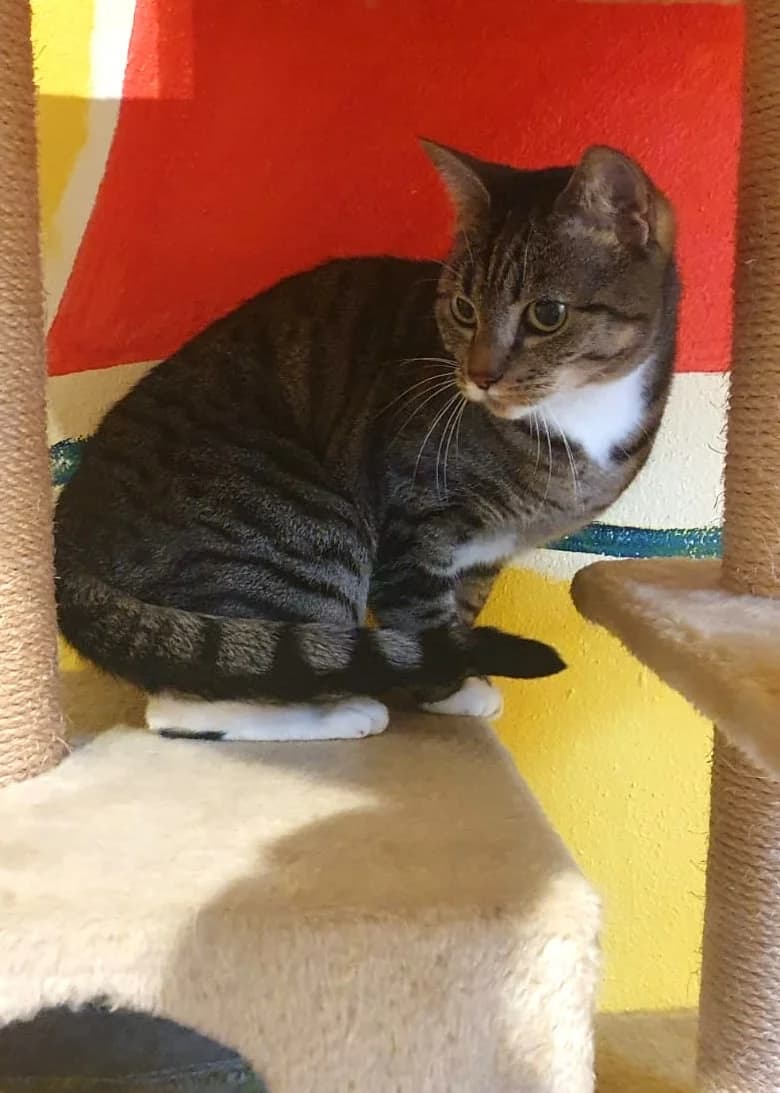Nala, female senior European Shorthair for adoption at Tierheim Günzburg, Günzburg
