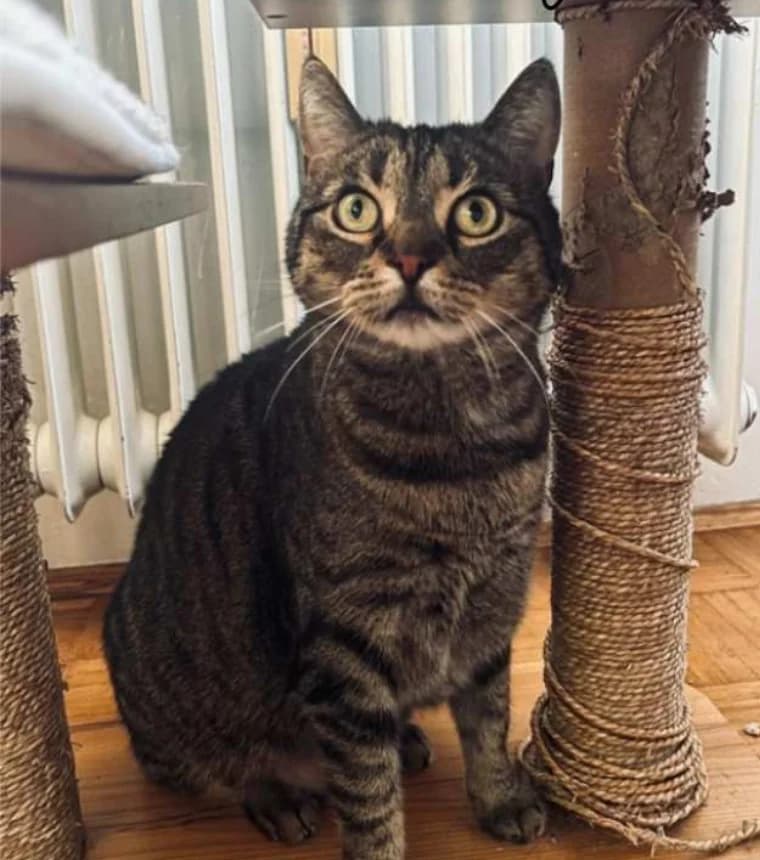 Nala, female senior European Shorthair for adoption at Tierheim Günzburg, Günzburg