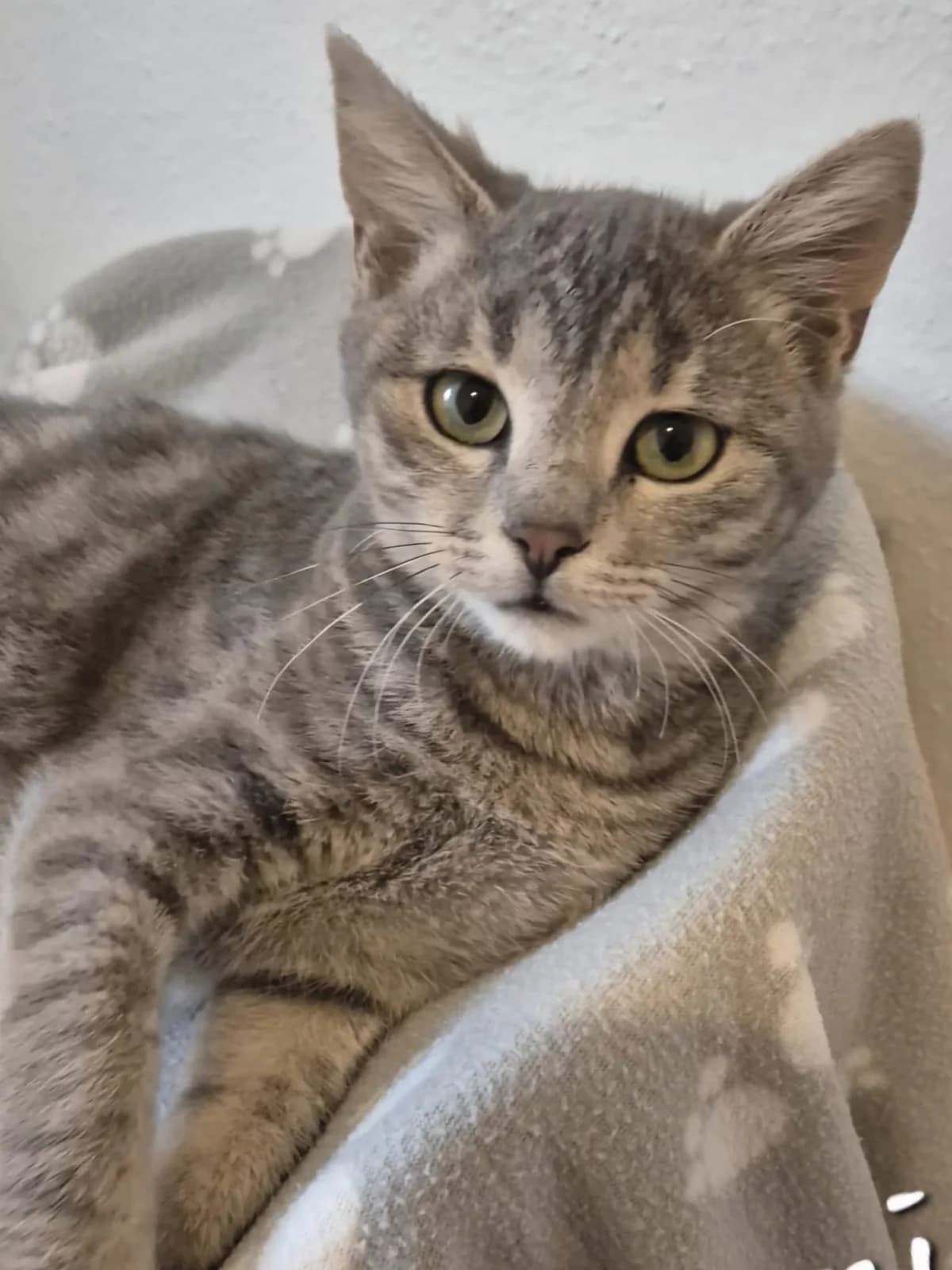 Nanami, female senior European Shorthair for adoption at Tierheim Günzburg, Günzburg