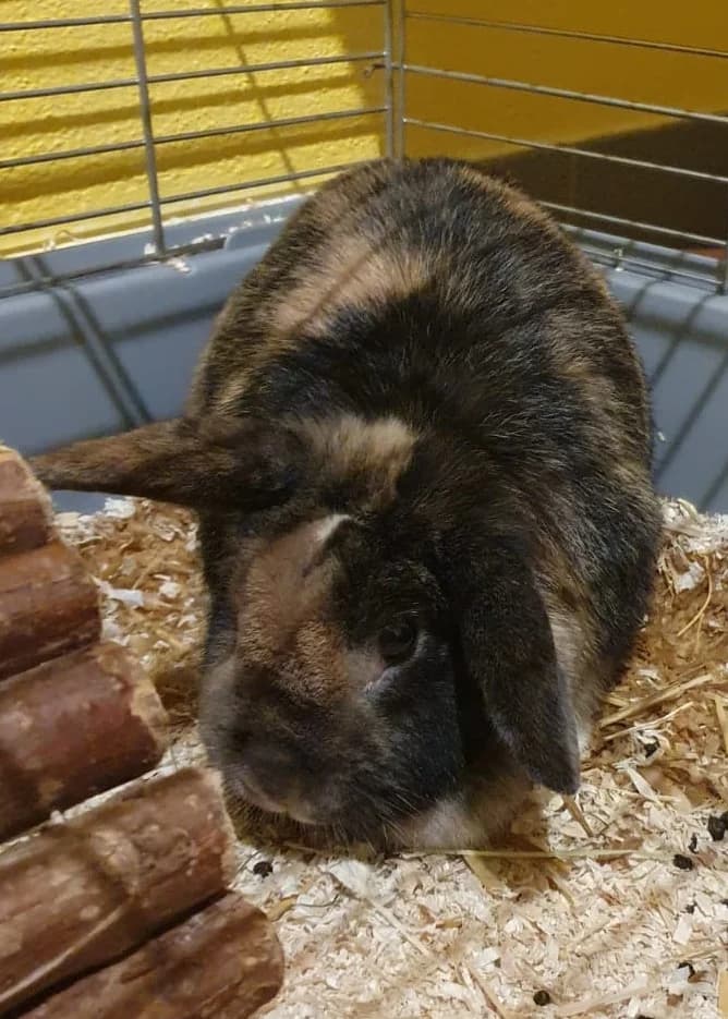 Bört, male 3yo Mixed Breed for adoption at Tierheim Günzburg, Günzburg