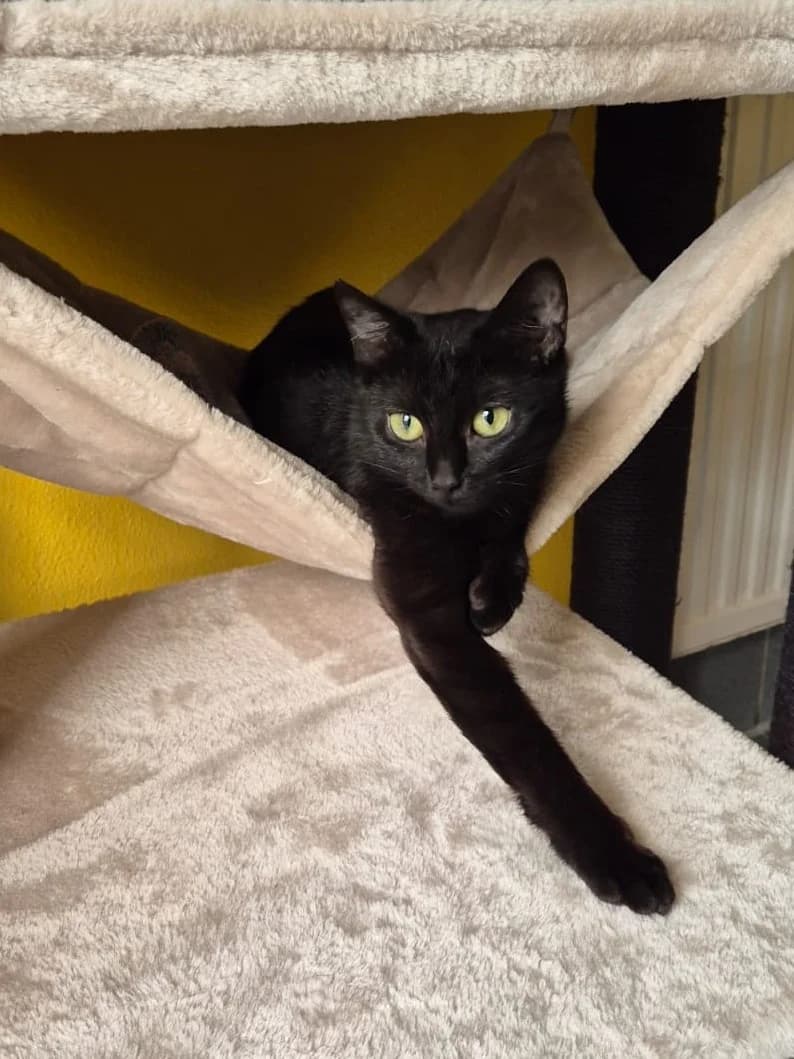 Pocahontas, female senior European Shorthair for adoption at Tierheim Günzburg, Günzburg