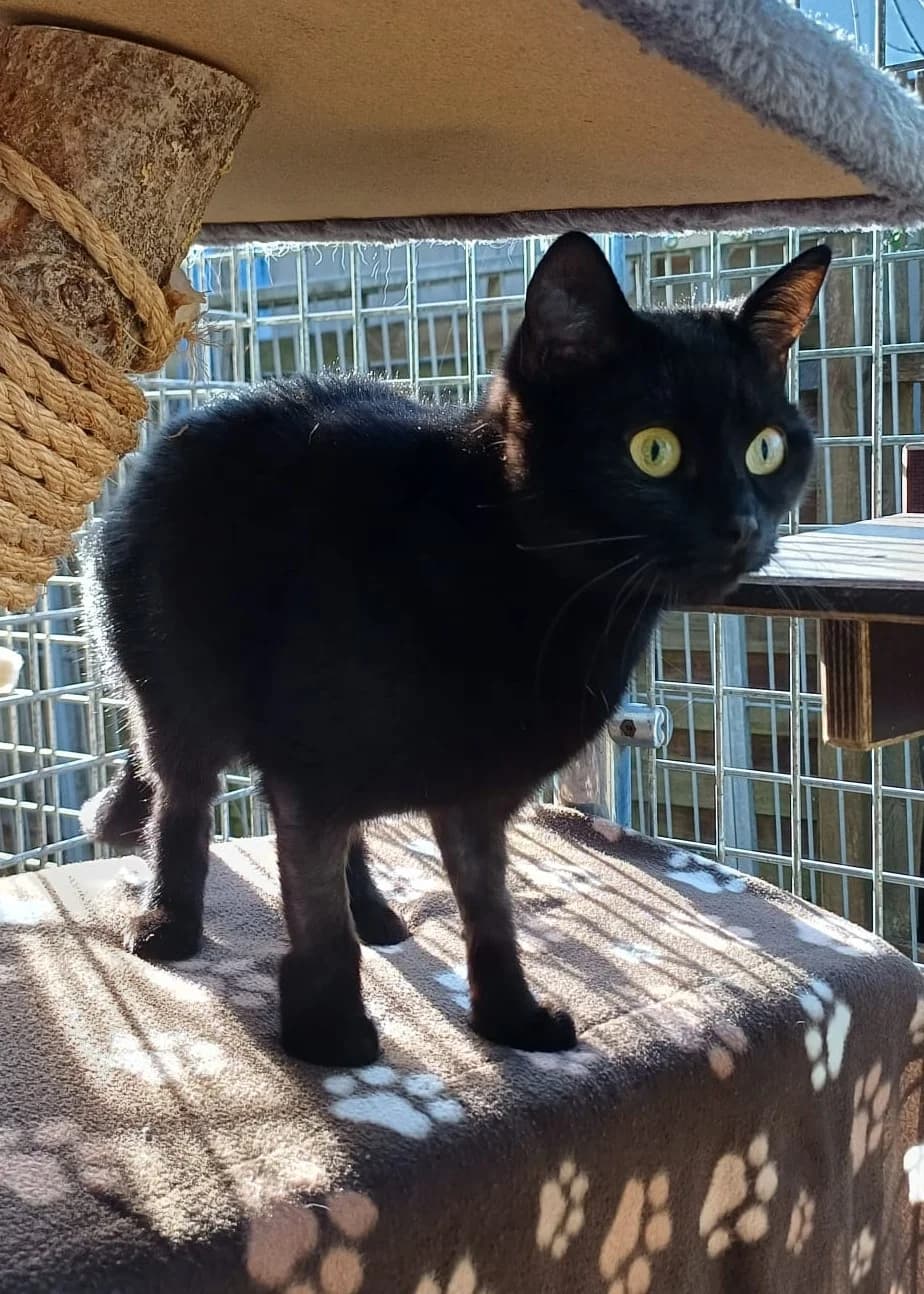 Poppy, female senior European Shorthair for adoption at Tierheim Günzburg, Günzburg