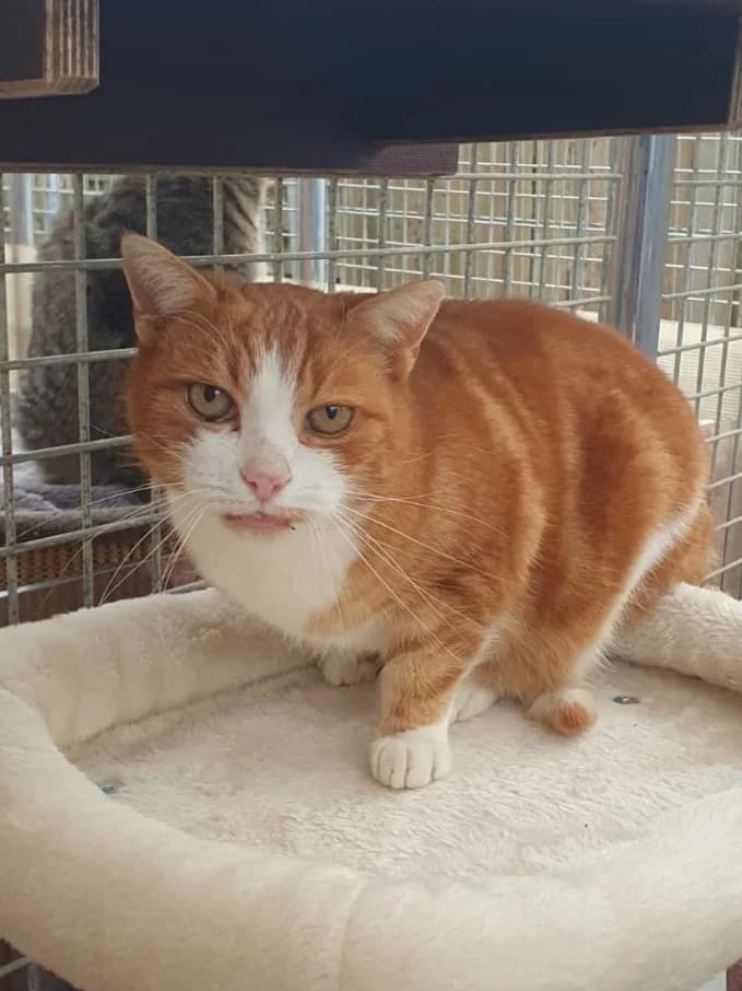 Purzel, male senior European Shorthair for adoption at Tierheim Günzburg, Günzburg