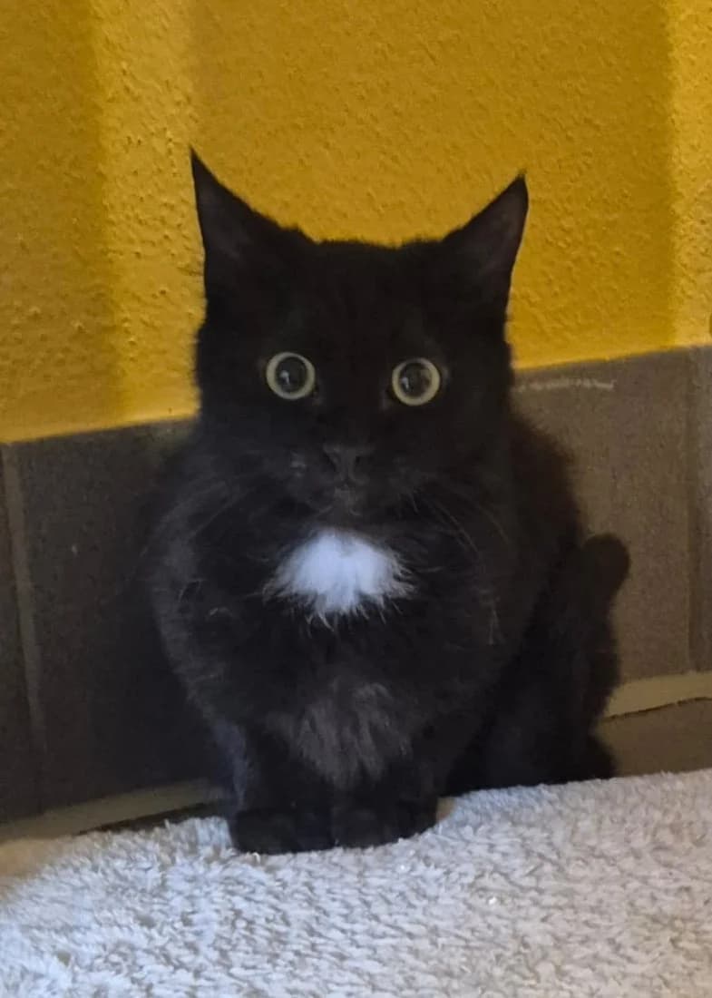Rigatoni, male senior European Shorthair for adoption at Tierheim Günzburg, Günzburg