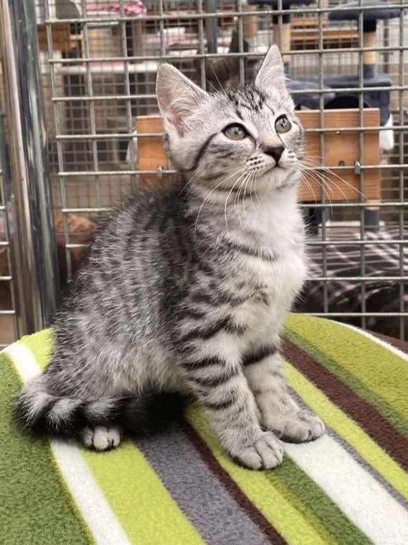 Ronna, female senior European Shorthair for adoption at Tierheim Günzburg, Günzburg