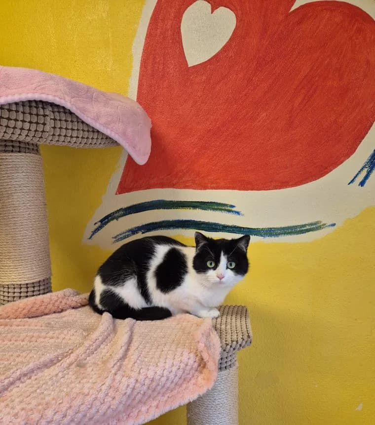 Senta, female senior European Shorthair for adoption at Tierheim Günzburg, Günzburg