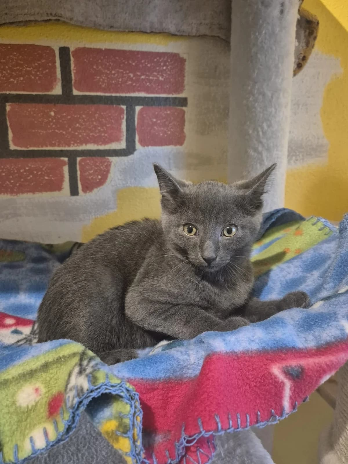 Sergio, male senior European Shorthair for adoption at Tierheim Günzburg, Günzburg