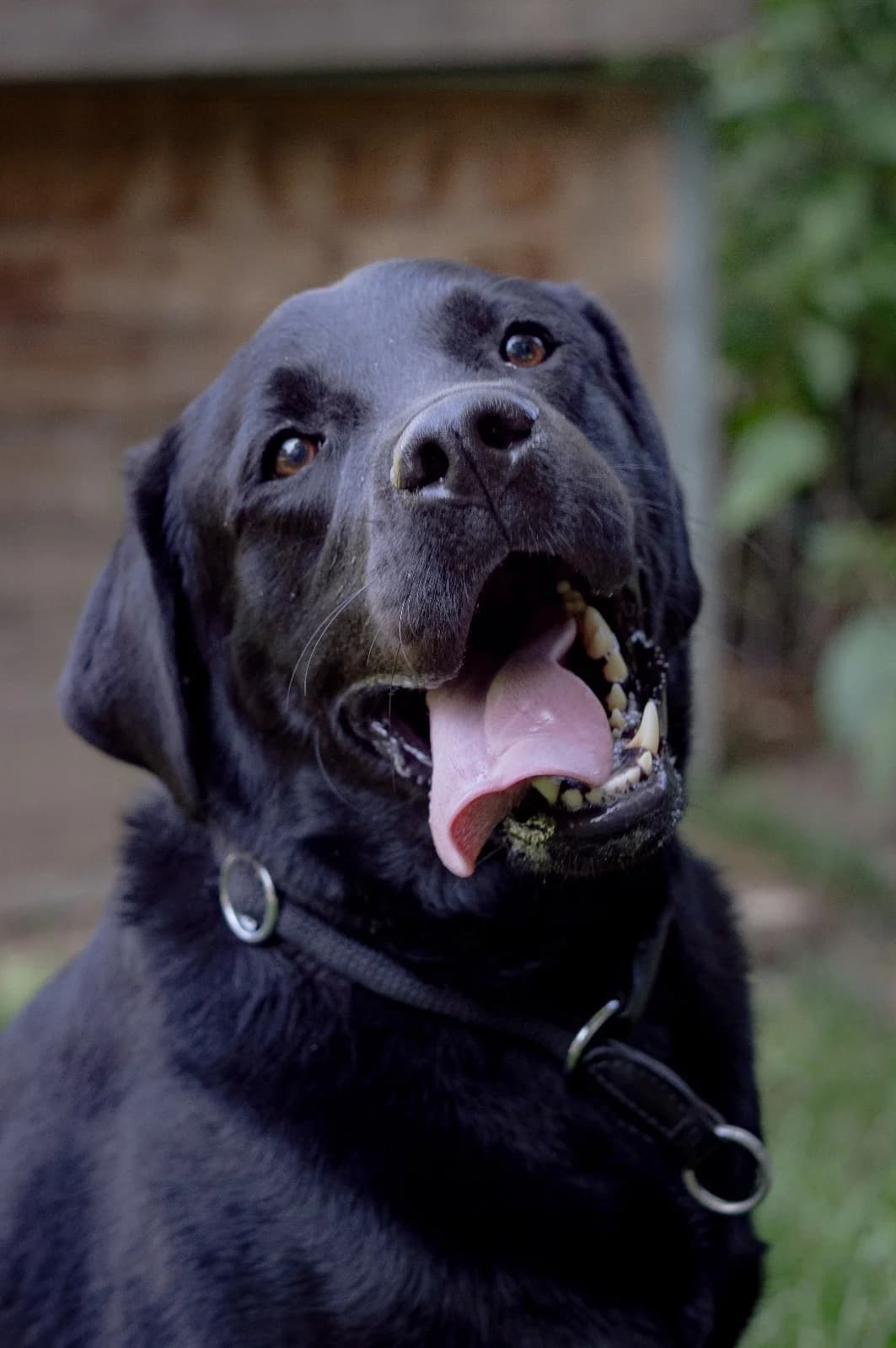 Shadow, male Labrador Retriever for adoption at Tierheim Günzburg, Günzburg