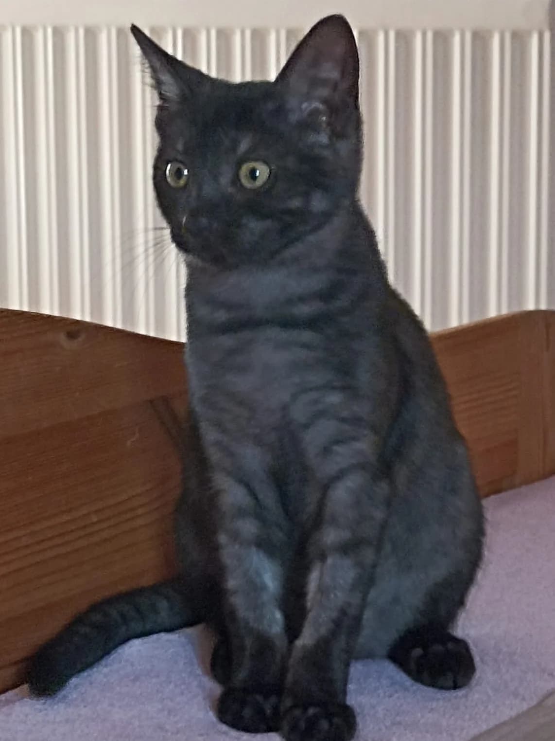 Arianna, female senior European Shorthair for adoption at Tierheim Günzburg, Günzburg