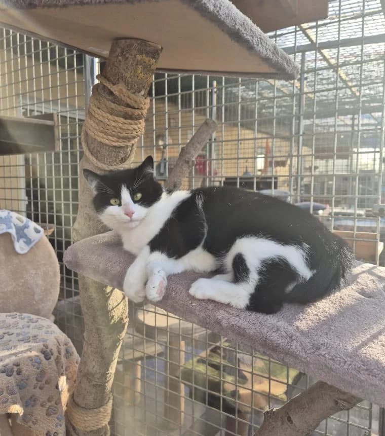 Sophie, female senior European Shorthair for adoption at Tierheim Günzburg, Günzburg