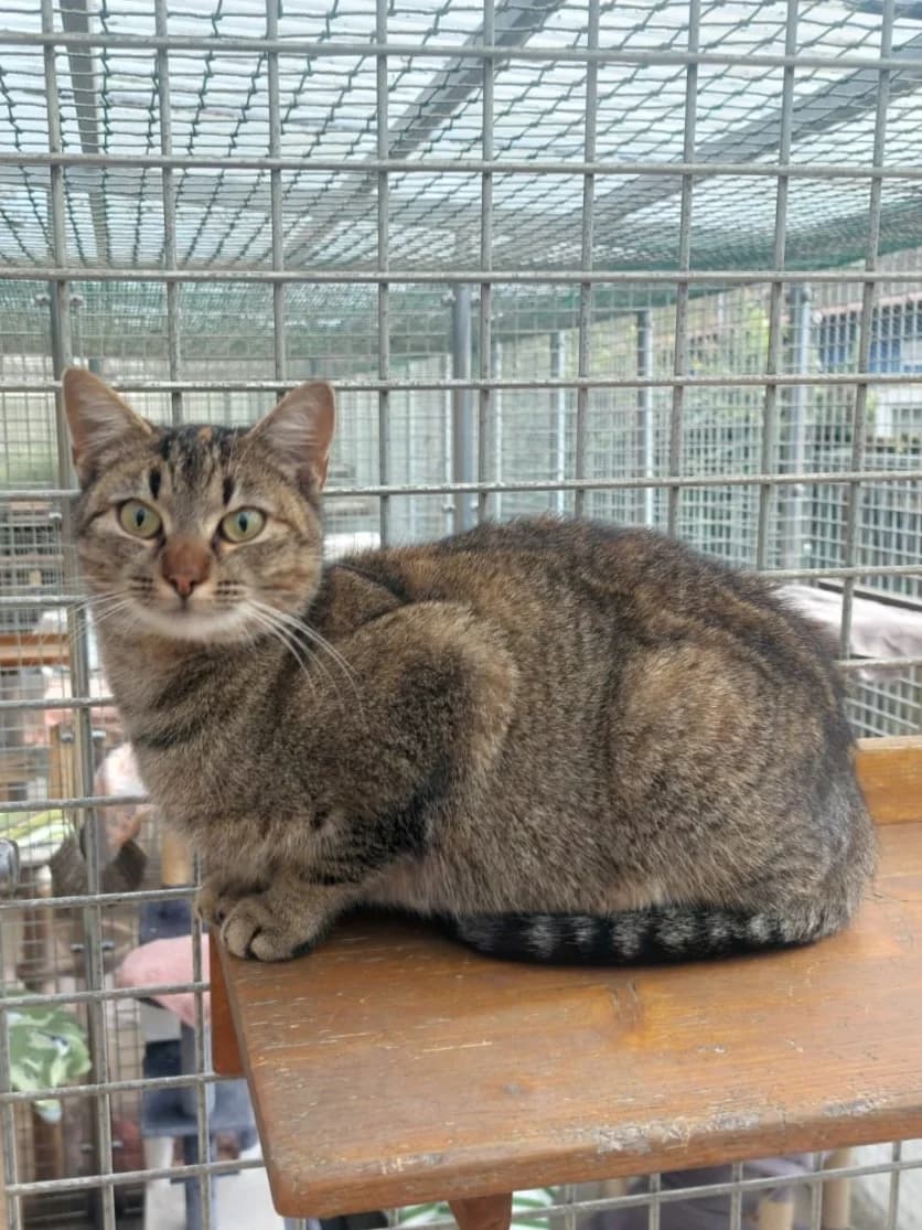 Tara, female senior European Shorthair for adoption at Tierheim Günzburg, Günzburg
