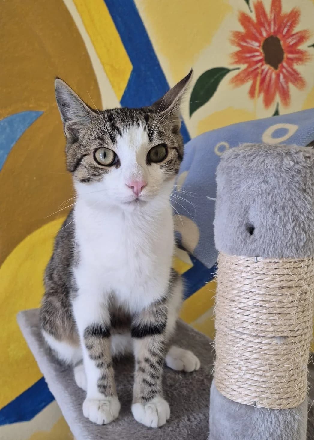 Teddy, male senior European Shorthair for adoption at Tierheim Günzburg, Günzburg