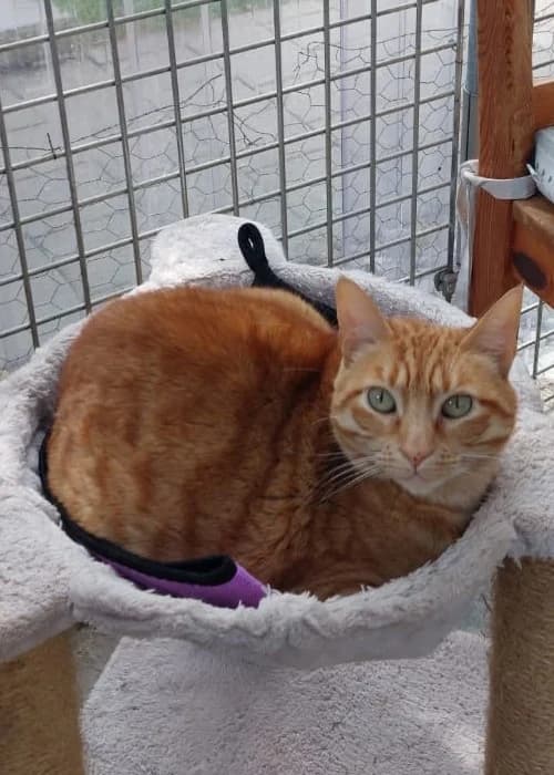 Tiger, male senior European Shorthair for adoption at Tierheim Günzburg, Günzburg