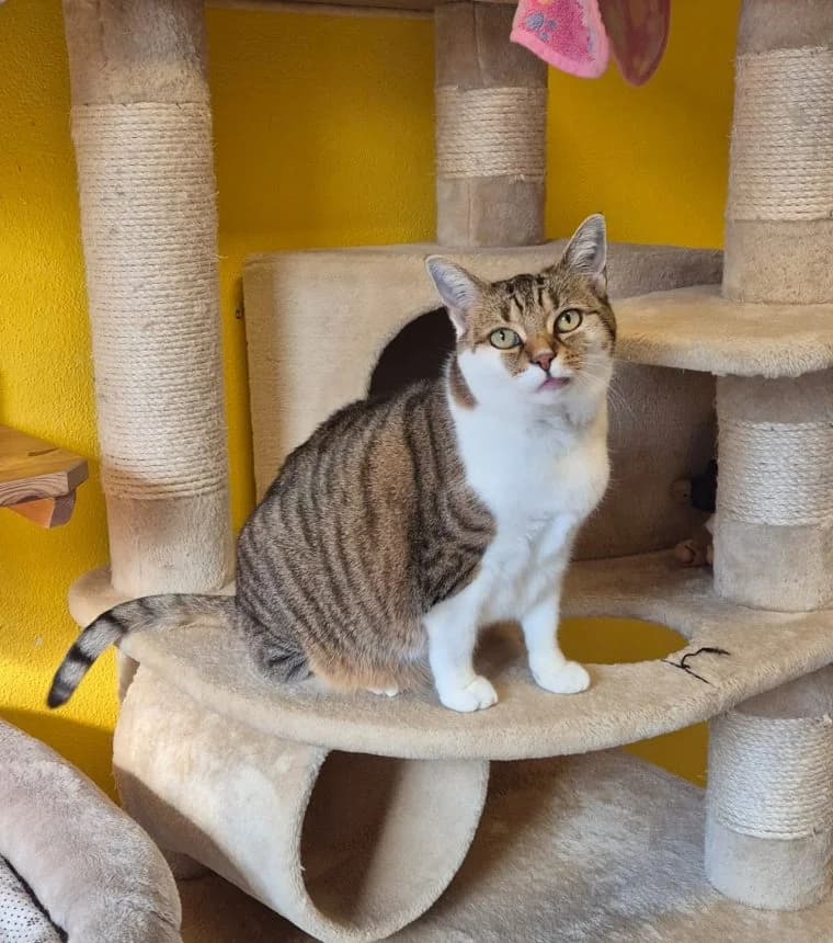 Tina, female senior European Shorthair for adoption at Tierheim Günzburg, Günzburg