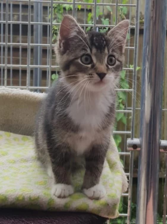 Ella, female senior European Shorthair for adoption at Tierheim Günzburg, Günzburg