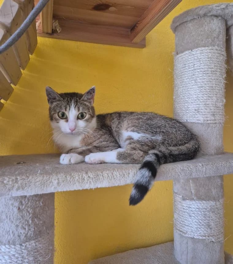 Victoria, female senior European Shorthair for adoption at Tierheim Günzburg, Günzburg