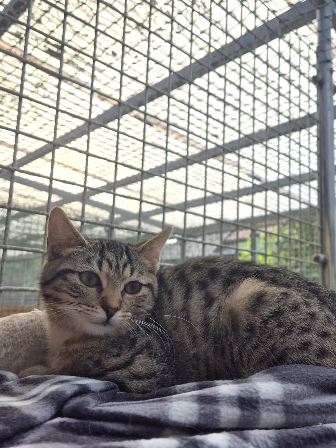 Violeta, female senior European Shorthair for adoption at Tierheim Günzburg, Günzburg