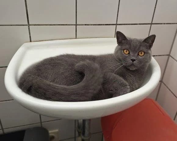Bluebell, female British Shorthair for adoption at Tierheim Gütersloh, Gütersloh