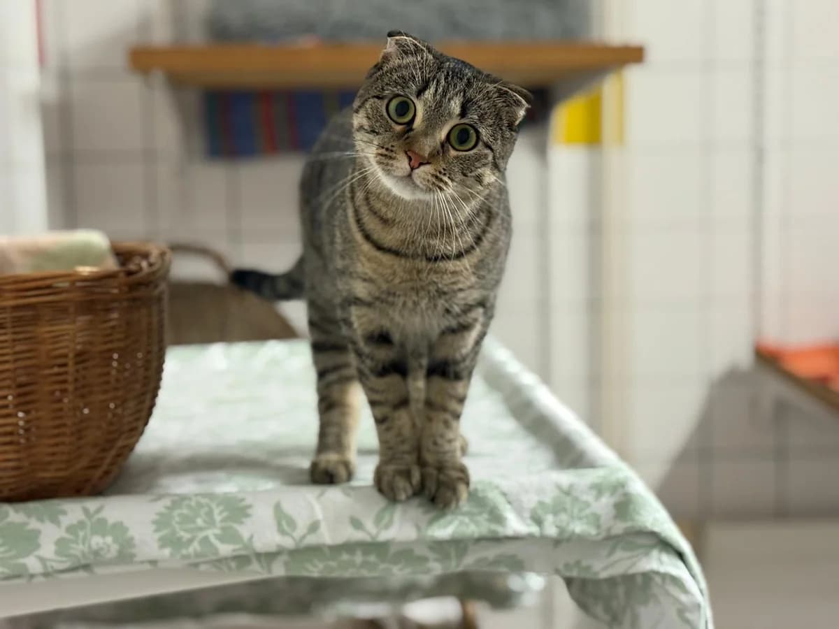 Ellena – Wohnungshaltung, female Scottish Fold for adoption at Tierheim Gütersloh, Gütersloh