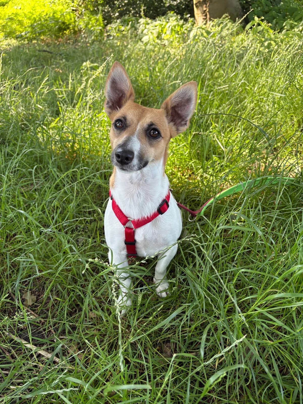 Paula, female Jack Russell Terrier for adoption at Tierheim Gütersloh, Gütersloh