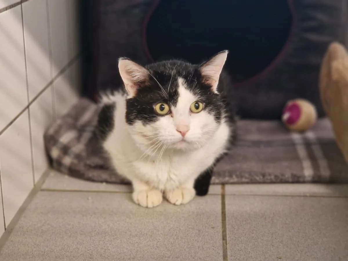 Matt, male European Shorthair for adoption at Tierheim Gütersloh, Gütersloh