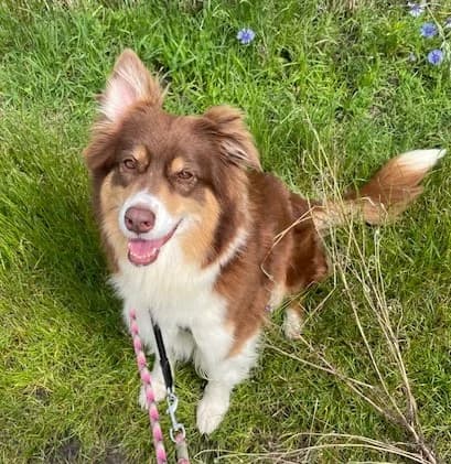 Ronja, female Australian Shepherd for adoption at Tierheim Gütersloh, Gütersloh