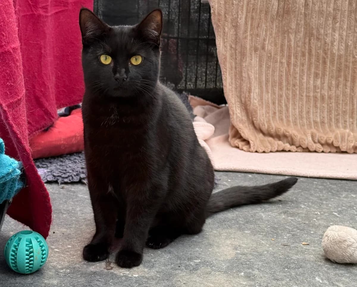 Soraya, female European Shorthair for adoption at Tierheim Gütersloh, Gütersloh