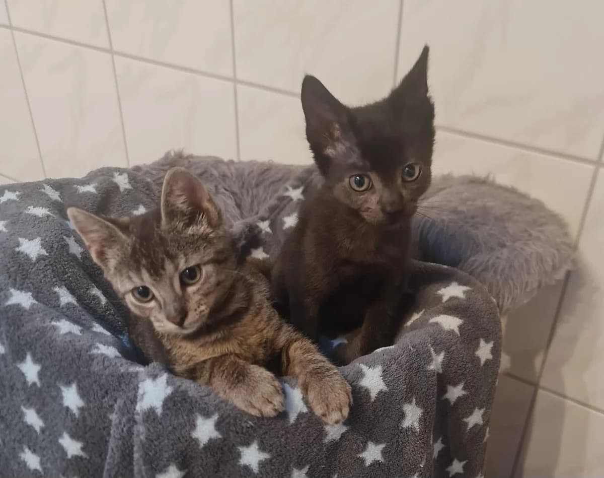 Waldo & Wayne – Wohnungshaltung möglich, male European Shorthair for adoption at Tierheim Gütersloh, Gütersloh