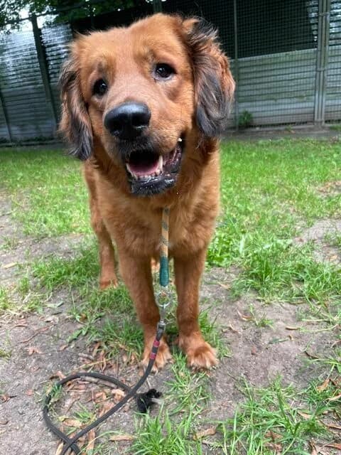 Sammy, male Mixed Breed for adoption at Tierheim Gütersloh, Gütersloh