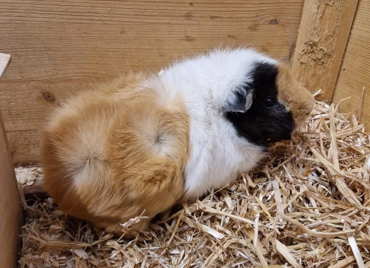 Finnley, male mixed breed for adoption at Tierheim Gütersloh, Gütersloh