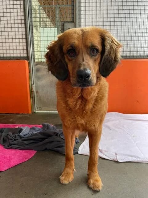 Ellie, female Mixed Breed for adoption at Tierheim Gütersloh, Gütersloh