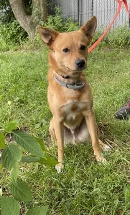 Timi, male Mixed Breed for adoption at Tierheim Gütersloh, Gütersloh