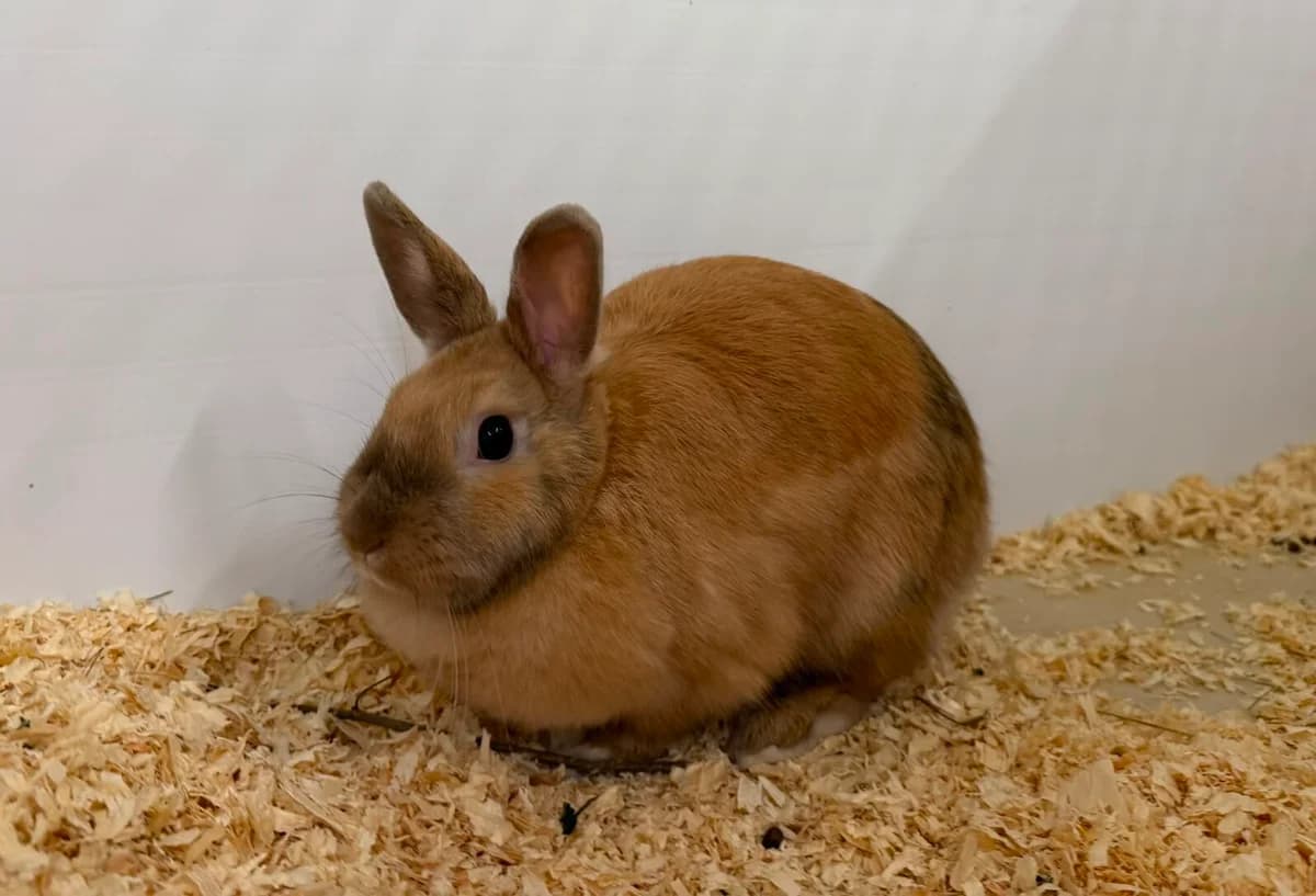 Jasmin, female mixed breed for adoption at Tierheim Gütersloh, Gütersloh