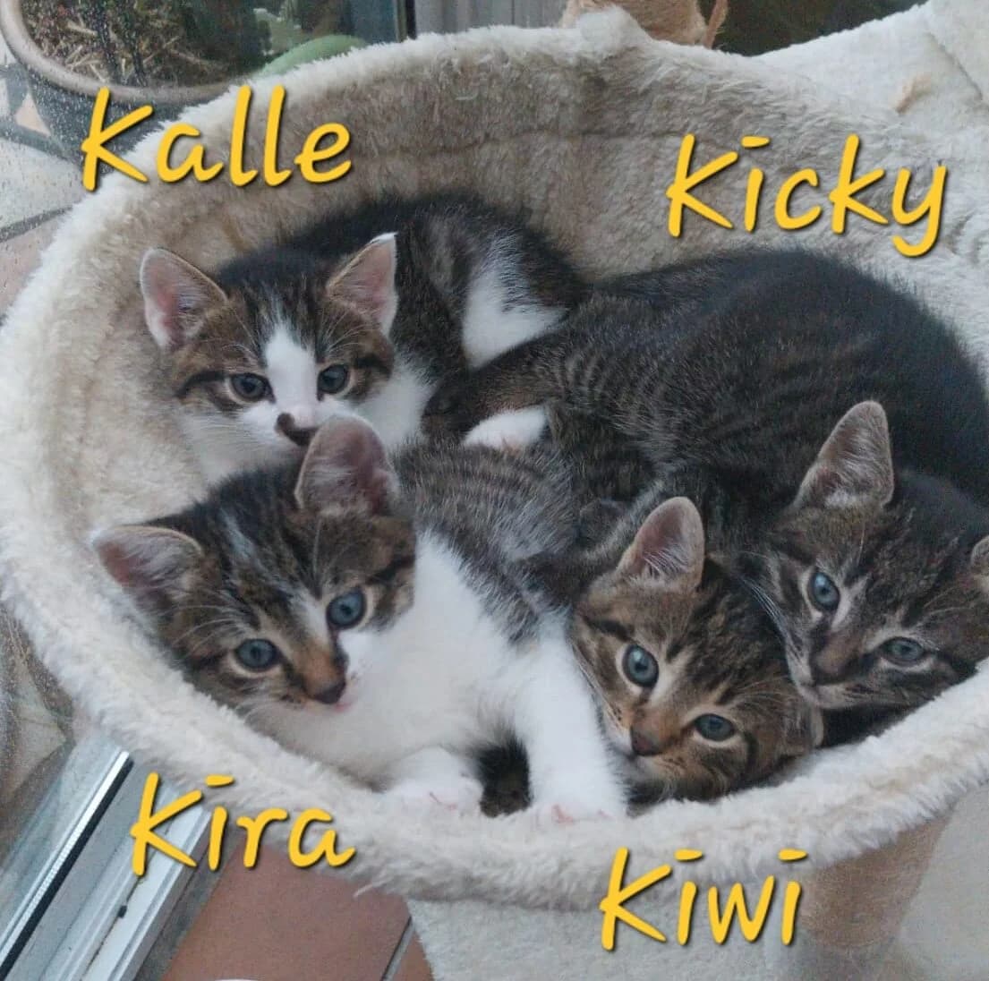 Aufgeweckte Jungkatzen, male European Shorthair for adoption at Tierheim Gütersloh, Gütersloh