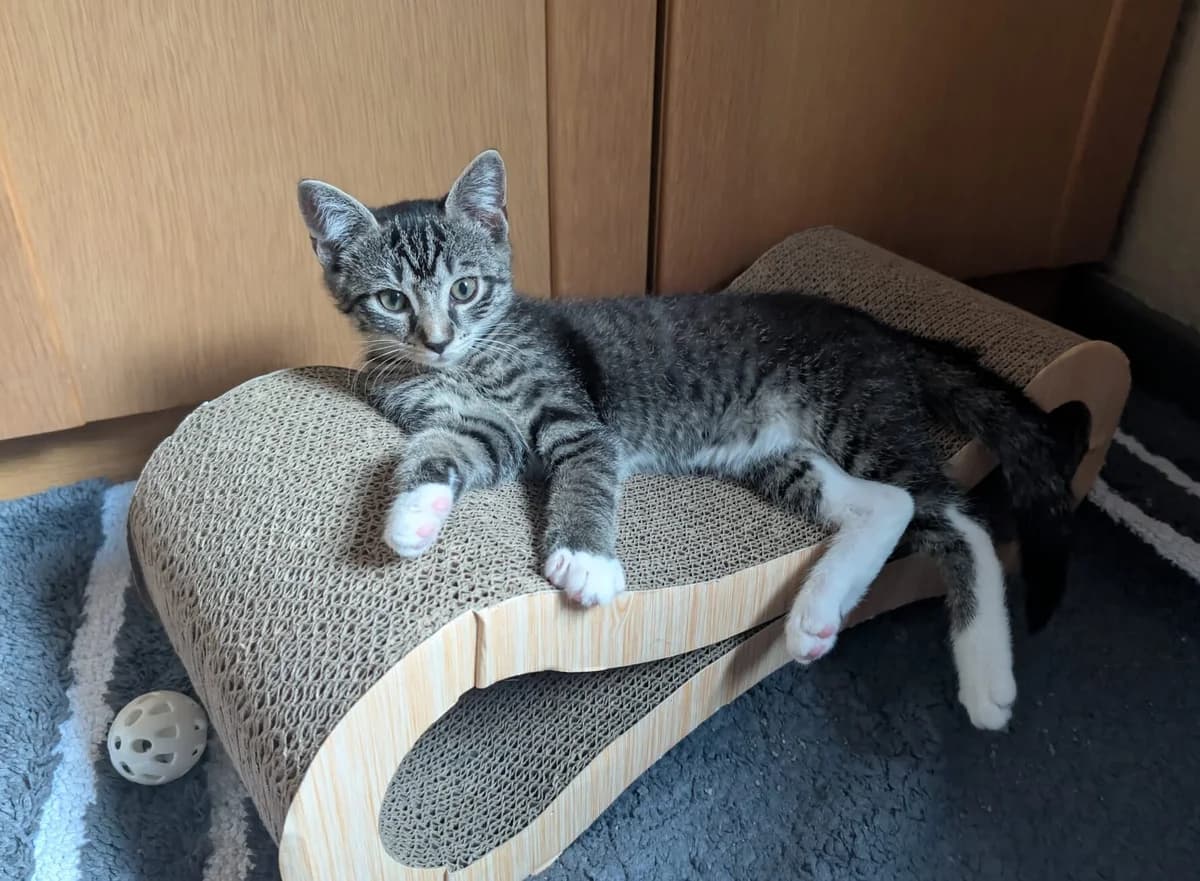 neugierige Samtpfötchen, European Shorthair for adoption at Tierheim Gütersloh, Gütersloh