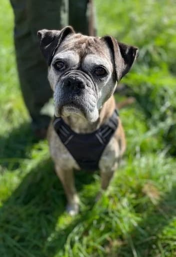 Bella, female senior mixed breed for adoption at Tierschutzverein Gütersloh, Gütersloh