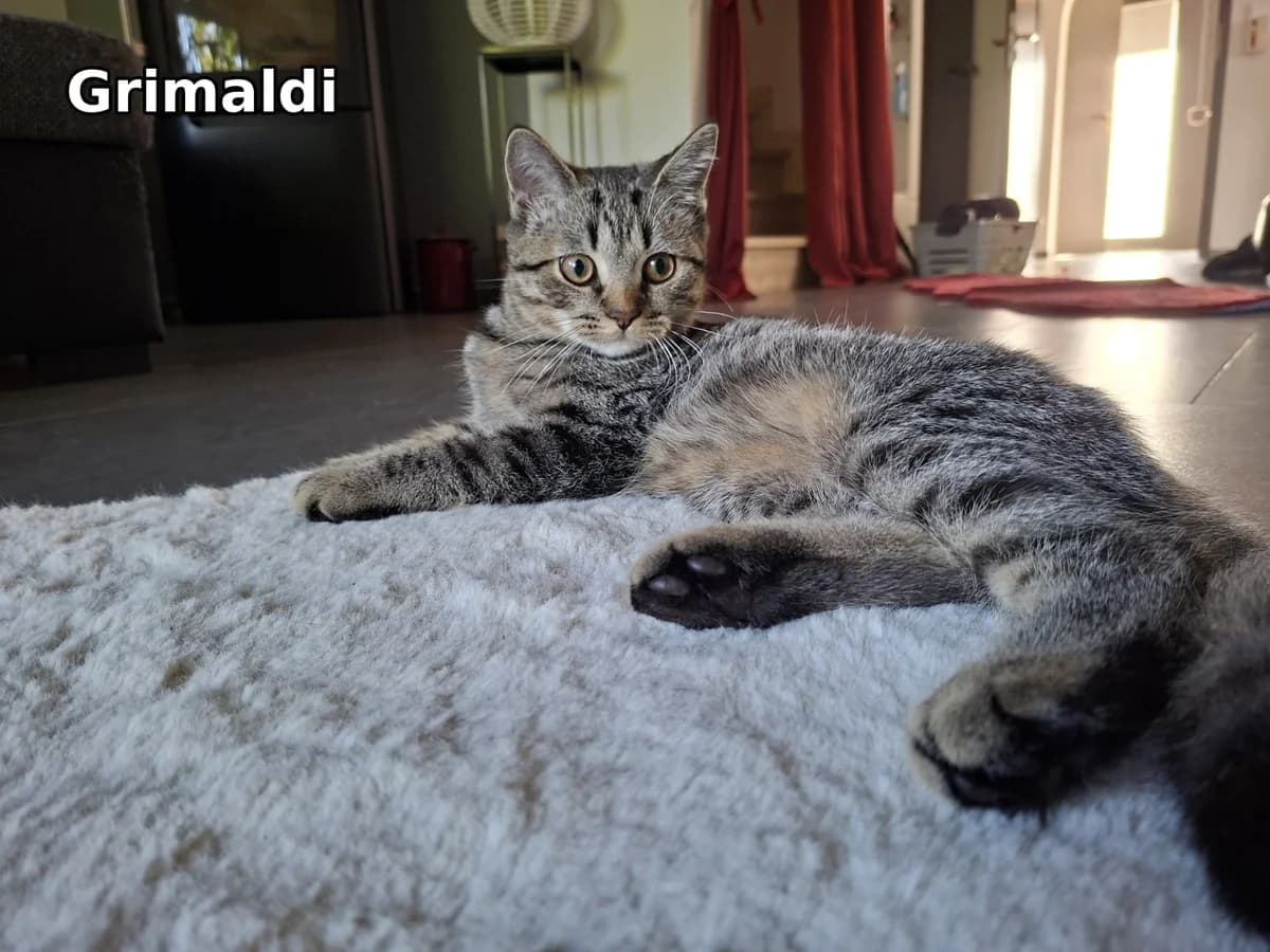 4 Schmusebacken suchen ihr Glück – Wohnungshaltung möglich, male British Shorthair for adoption at Tierheim Gütersloh, Gütersloh