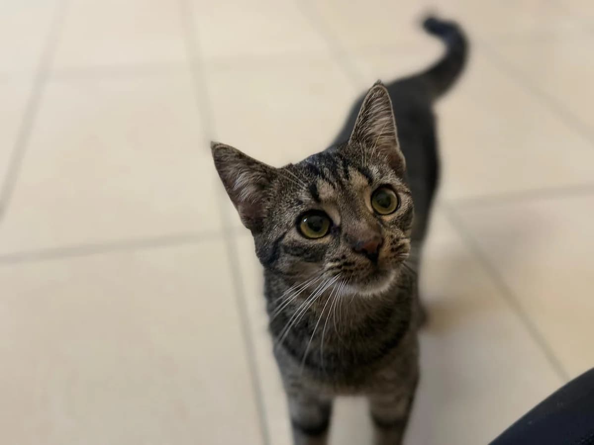 Ulla, female European Shorthair for adoption at Tierheim Gütersloh, Gütersloh